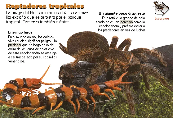 Reptadores tropicales