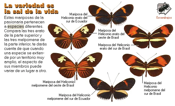 La variedad es la sal de la vida
