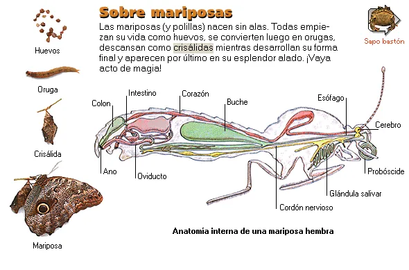 Sobre mariposas