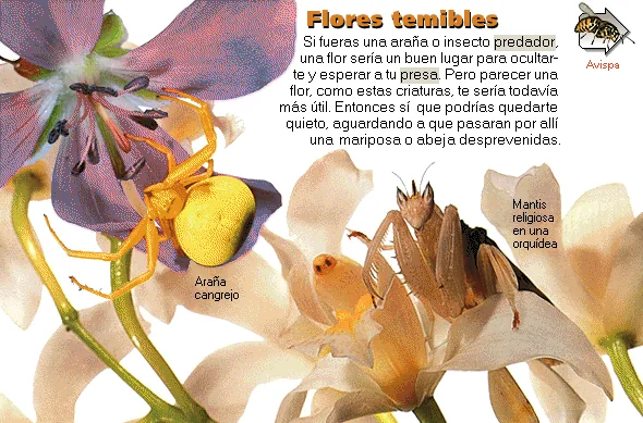 Flores temibles