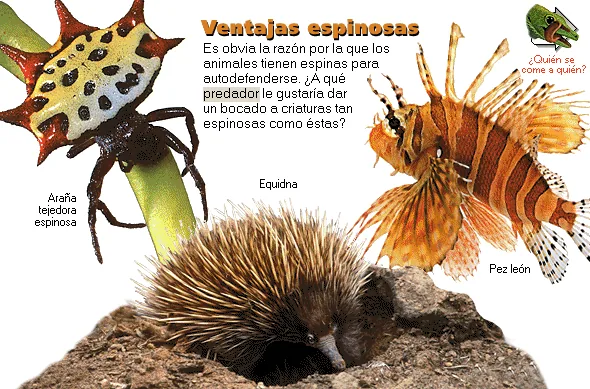 Ventajas espinosas