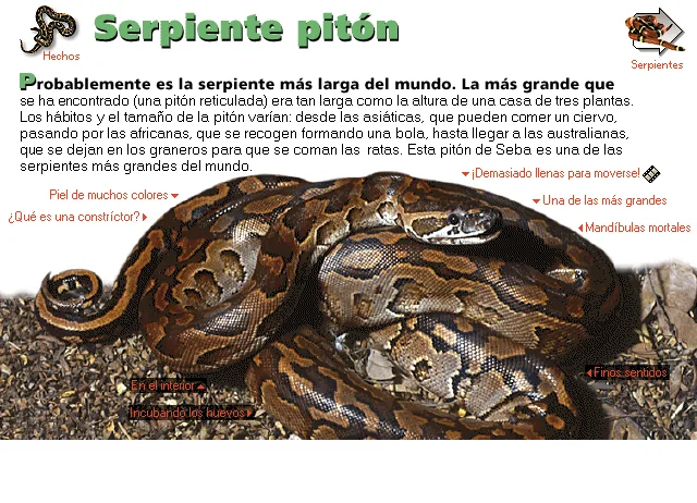 Serpiente pitón