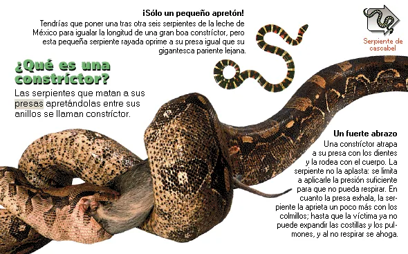 ¿Qué es una constríctor?