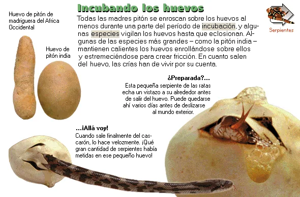 Incubando los huevos