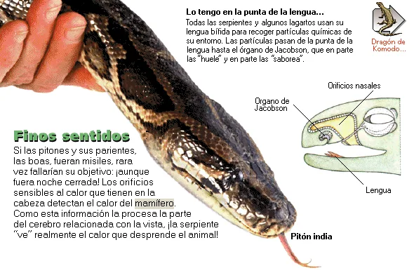 Finos sentidos