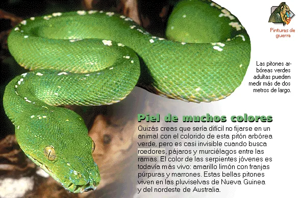 Piel de muchos colores
