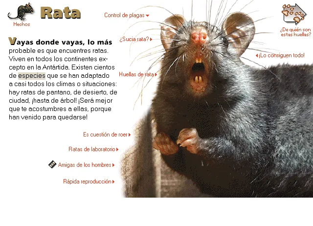 Rata