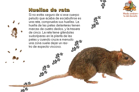 Huellas de rata