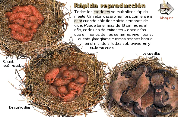 Rápida reproducción