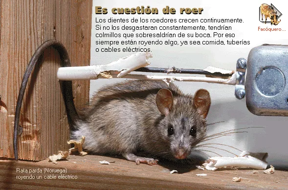 Es cuestión de roer