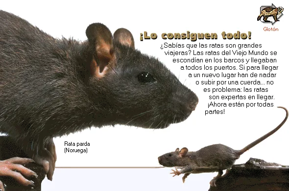 ¡Lo consiguen todo!