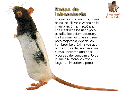 Ratas de laboratorio