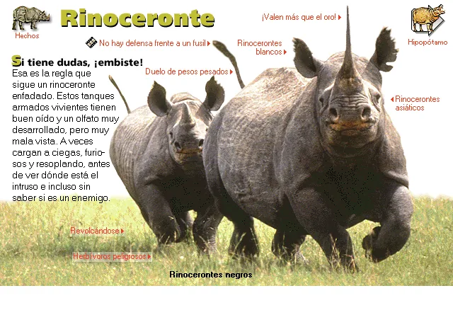 Rinoceronte