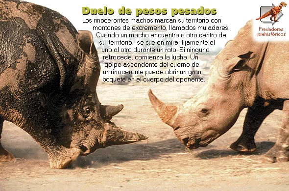 Duelo de pesos pesados