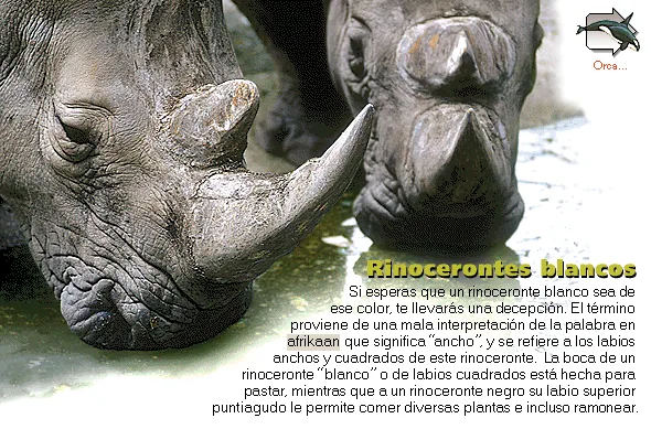 Rinocerontes blancos