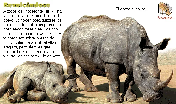 Revolcándose