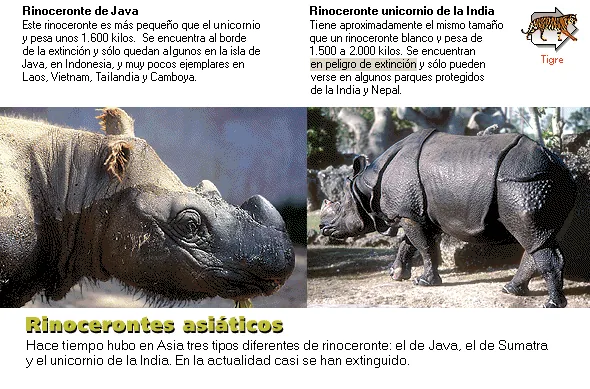 Rinocerontes asiáticos