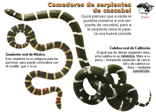 Comedores de serpientes de cascabel