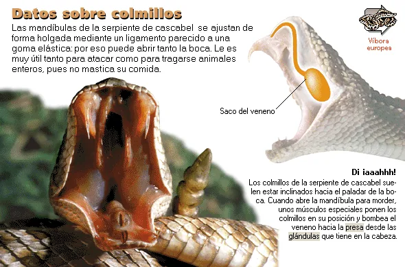 Datos sobre colmillos