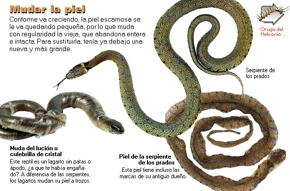 Mudar la piel