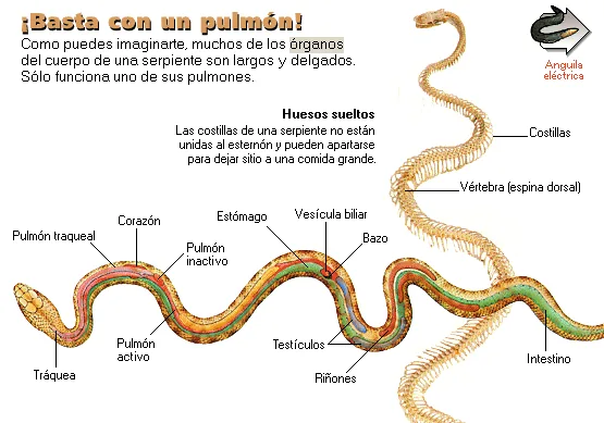 ¡Basta con un pulmón!