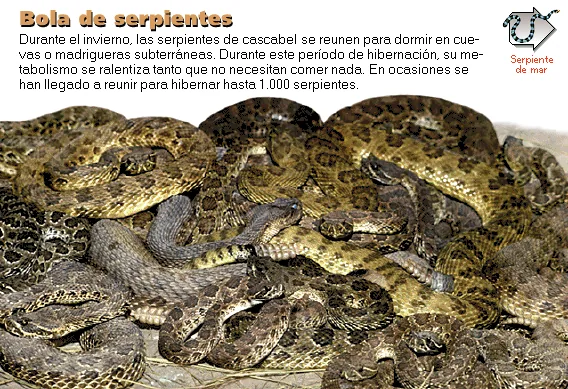 Bola de serpientes