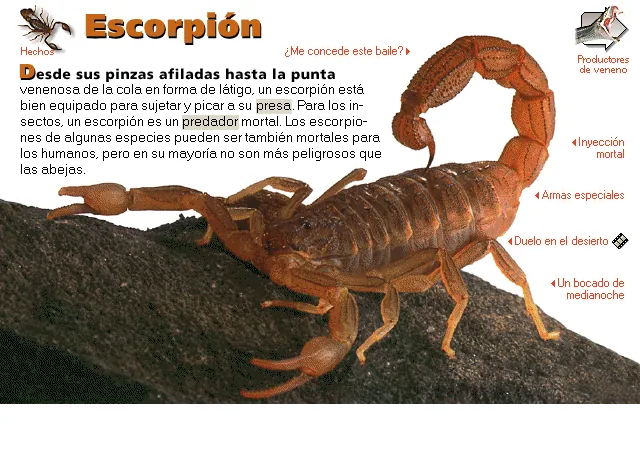 Escorpión