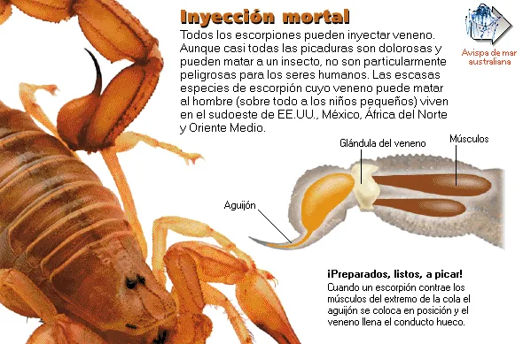 Inyección mortal