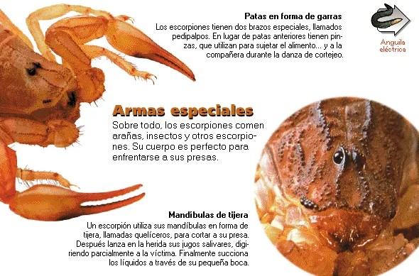 Armas especiales