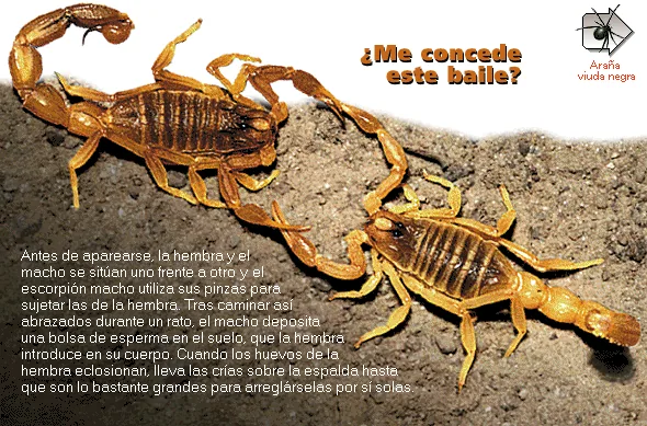 ¿Me concede este baile?
