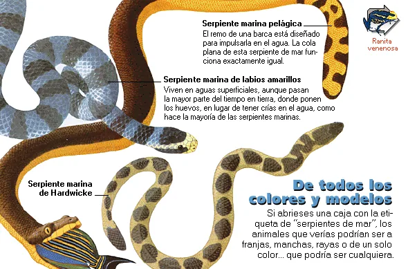De todos los colores y modelos