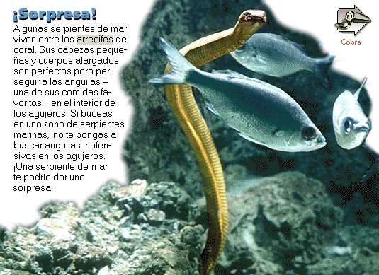 ¡Sorpresa!