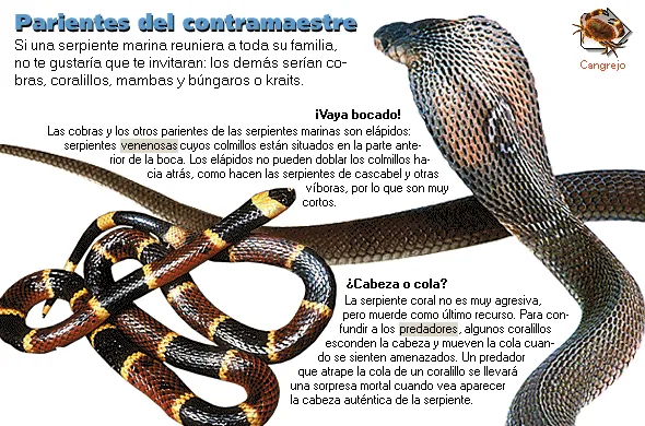 Parientes del contramaestre