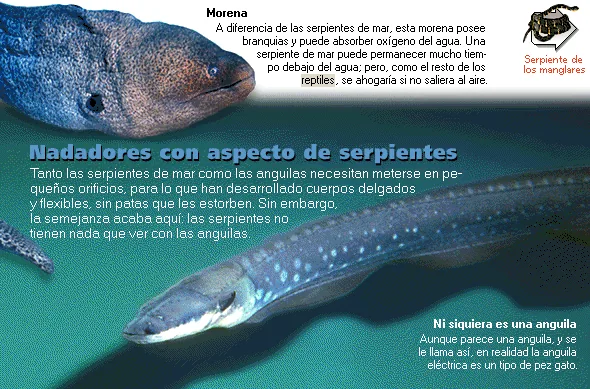 Nadadores con aspecto de serpientes