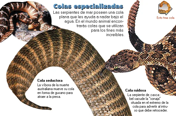 Colas especializadas