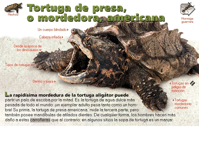 Tortuga de presa, o mordedora, americana