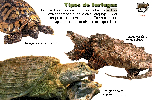 Tipos de tortugas