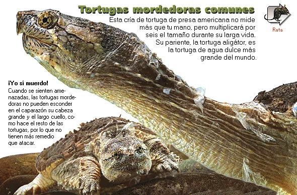 Tortugas mordedoras comunes