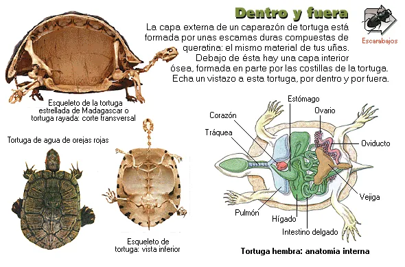 Dentro y fuera