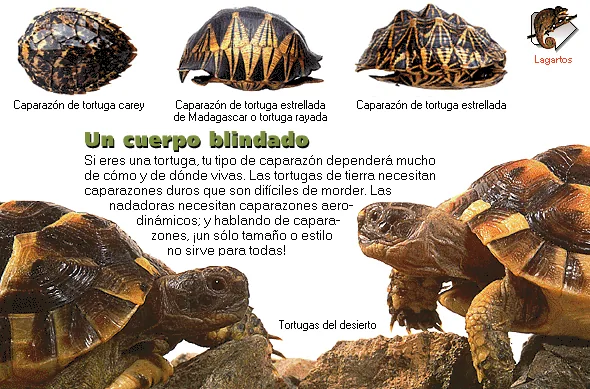 Un cuerpo blindado