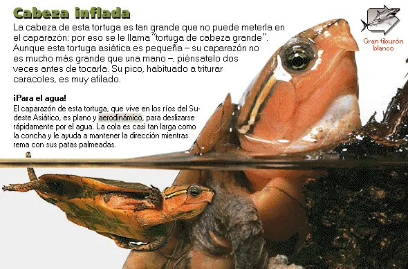Cabeza inflada