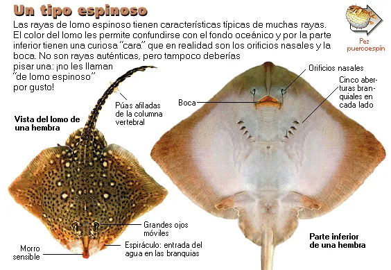 Un tipo espinoso