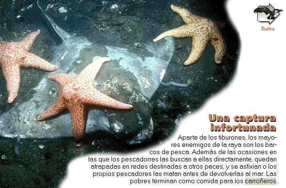 Una captura infortunada