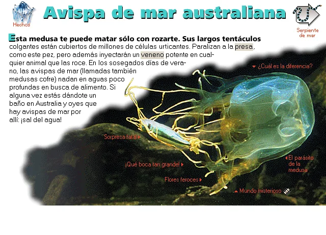 Avispa de mar australiana