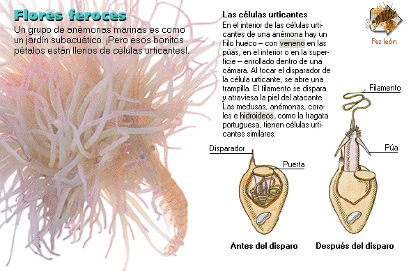 Flores feroces