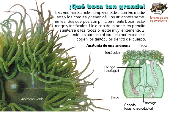 ¡Qué boca tan grande!