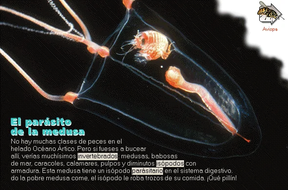 El parásito de la medusa