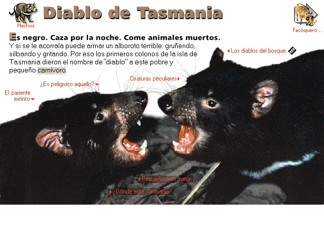Diablo de Tasmania