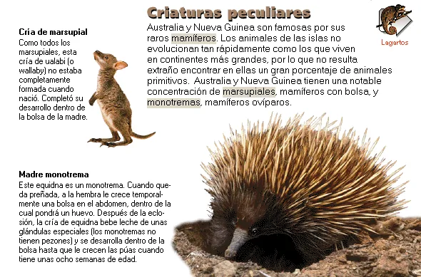Criaturas peculiares