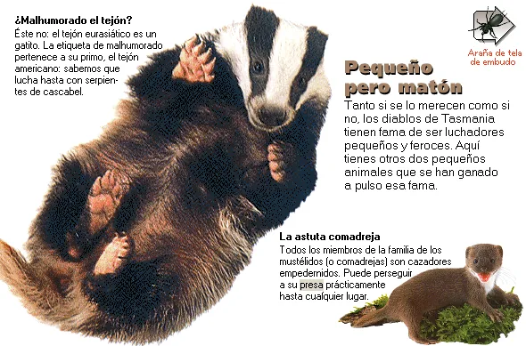 Pequeño pero matón